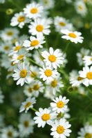 Tanacetum niveum - Feverfew, growing in the Gravel Garden - The Beth Chatto Gardens