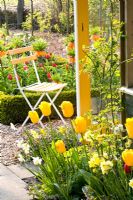 Seating area in Spring garden with Tulipa 'Juliette' and Narcissus 'Yellow Cheerfulness'