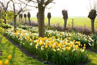 Narcissus 'Yellow Cheerfulness', Narcissus 'Tripartite' and Narcissus 'Waterperry' in mixed borders under trees
