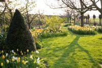 Mixed Spring beds - Tulipa 'Juliette' and Narcissus 'Yellow Cheerfulness', 'Tripartite' and 'Waterperry' 