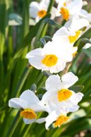 Narcissus 'Geranium'

