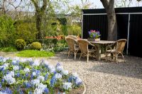 Sitting area in Spring garden with mixed border of Puschkinia libanotica and Hyacinthus 'Festival Blue'
