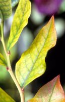 Leaf Chloritis on Blueberry - Chlorosis is a yellowing of leaf tissue due to a lack of chlorophyll and possible causes include poor drainage, damaged roots, compacted roots, high alkalinity, and nutrient deficiencies in the plant