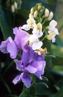 Phaseolus coccineus 'White Lady' - Flower of runner bean with Lathyrus odoratus - Blue sweetpea
