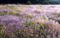 Wildflower meadow with Agrostis nebulosa - cloud grass covered with early morning dew - The Oast Houses, Hampshire 