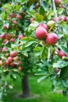 Malus - Grown for Julian Temerley, traditional cider producer, Burrow Hill Cider, Somerset