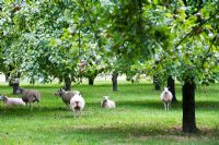 Orchard with sheep - Burrow Hill Cider, Somerset