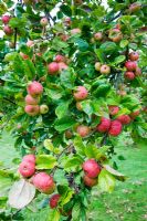 Malus - Grown for Julian Temperley, Traditional Cider producer, Burrow Hill Cider, Somerset