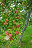 Malus - Grown for Julian Temperley, Traditional Cider producer, Burrow Hill Cider, Somerset