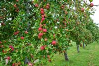 Orchard - Apples grown for Julian Temperley, traditional cider producer, Burrow Hill Cider, Somerset