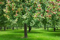 Orchard - Apples grown for Julian Temperley, traditional cider producer, Burrow Hill Cider, Somerset