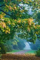 Path on misty morning - Westonbirt Arboretum in Autumn