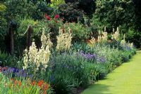 Yucca and Agapanthus in late summer border - Savill Gardens, Windsor