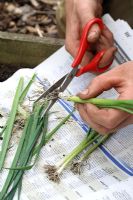 Allium porrum 'St Victor' step by step 2 - Cutting down roots of young organic leeks to encourage new growth before transplanting