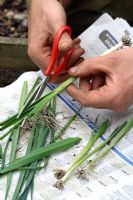Allium porrum 'St Victor' step by step 3 - Cutting down foliage of young organic leeks to encourage new growth before transplanting