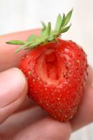 Slug damaged organic strawberry