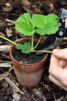 Strawberry 'Hapil' - Transplanting new runner from parent plant and detaching stem with secateurs