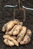 Solanum tuberosum 'Anya' - Freshly harvested organic potatoes
