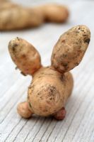 Solanum tuberosum 'Anya' - Misshapen organic potato