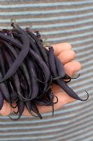Phaseolus vulgaris 'Purple Queen' - Man holding bunch of freshly picked organic French beans