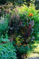 Pots with Pennisetum 'Rubra', Canna and Tagetes - Newport, Conn. USA