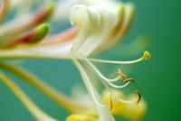 Lonicera periclymenum - Honeysuckle flower