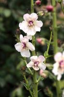 Verbascum blattaria 'Albiflorum' - White moth mullein in June