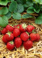 Fragaria x ananassa 'Elsanta' - Strawberries