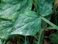 Powdery mildew symptoms on Lathyrus - Sweet pea 