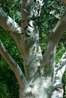 Eucalyptus pauciflora subsp. debeuzevilles bark and foliage detail