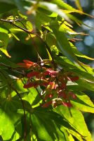 Ripening seeds of Acer palmatum 'Takinogawa'
