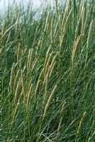 Ammophila arenaria - Marram Grass in a coastal sand dune environment