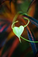 Heart shaped vine leaf