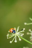 Ladybird against green background in meadow
