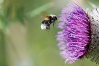 Bumble bee covered in pollen flying towards Onopordum acanthium  - Cotton thistle