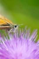 Thymelicus sylvestris - Small Skipper butterfly nectaring on Onopordum acanthium -  Cotton Thistle