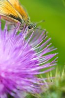 Thymelicus sylvestris - Small Skipper butterfly nectaring on Onopordum acanthium - Cotton Thistle 