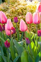 Tulipa 'Apricot Impression'