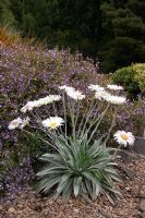 Clemisia Rutlandii - New Zealand Daisy, Edinburgh Botanical Gardens, Scotland