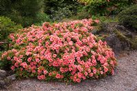 Rhododendron indicum, The Edinburgh Botanical Gardens, Scotland