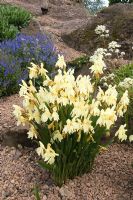 Roscoea cautleoides - Edinburgh Botanical Gardens, Scotland
