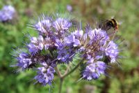 Bombus terrestris - Buff tailed bumble bee  landing on Phacelia