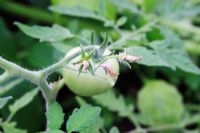 Dry set in tomato - Due to dry conditions or not receiving adequate water 