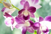 Dendrobium victoria-regina 