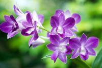 Dendrobium victoria-regina 