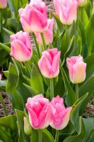 Tulipa 'Dynasty' 