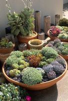 Shallow bowl with low growing drought tolerant succulents with stone gravel mulch 
- Montecito, California, USA