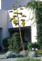 Agave parryi in modern garden - Montecito, California, USA 