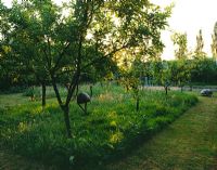 The orchard in the evening with an emu sculpture by Paul Gibberd - Hall Farm, Lincolnshire 