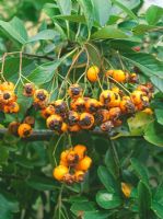 Spilocaea pyrancanthae - Pyracantha scab on berries